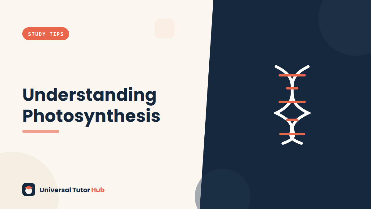 How to Understand Photosynthesis — featured illustration