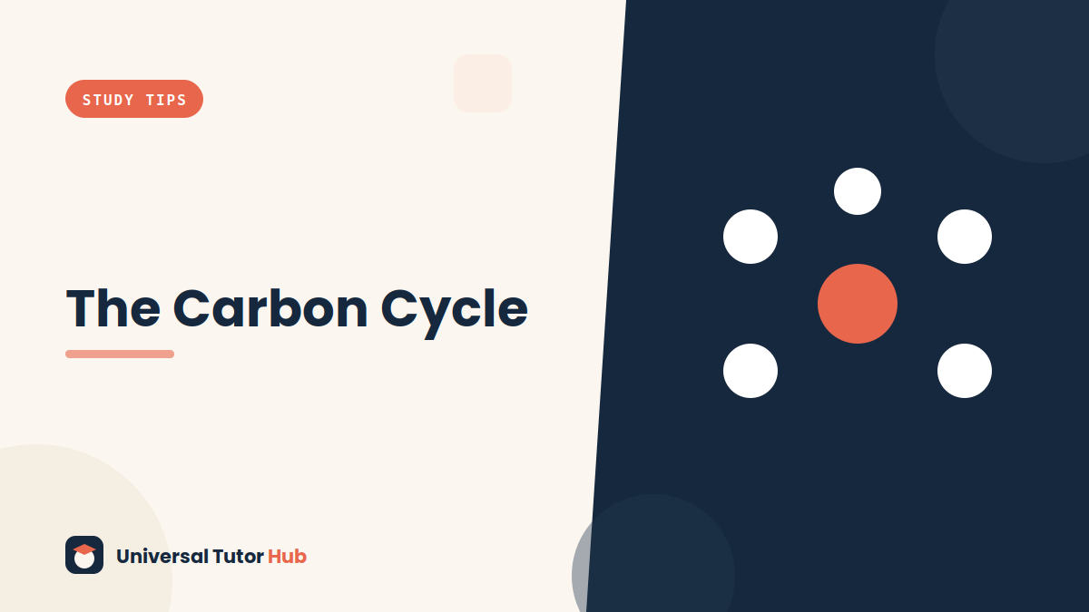How to Understand the Carbon Cycle — featured illustration