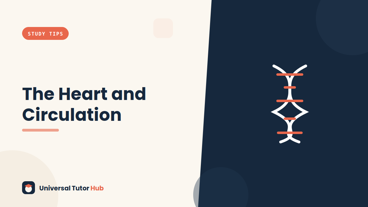 How to Understand the Human Heart and Circulation — featured illustration