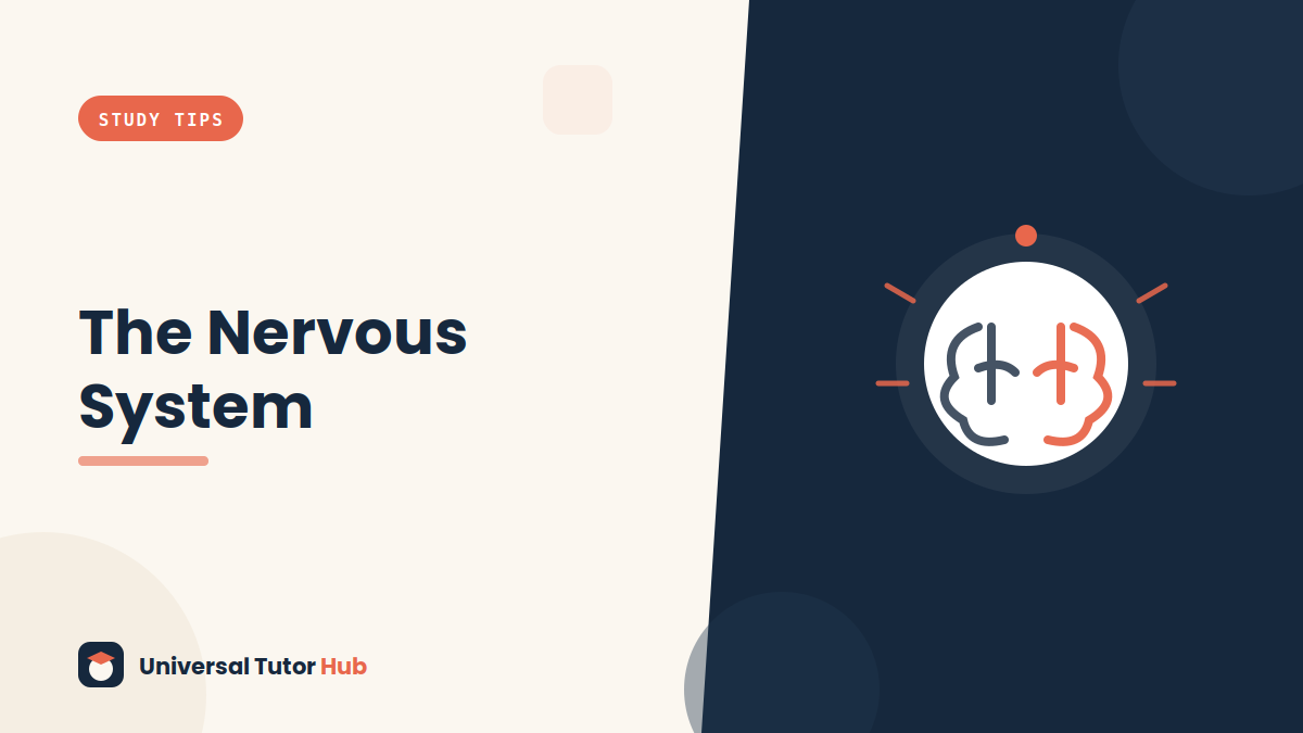 How to Understand the Nervous System — featured illustration
